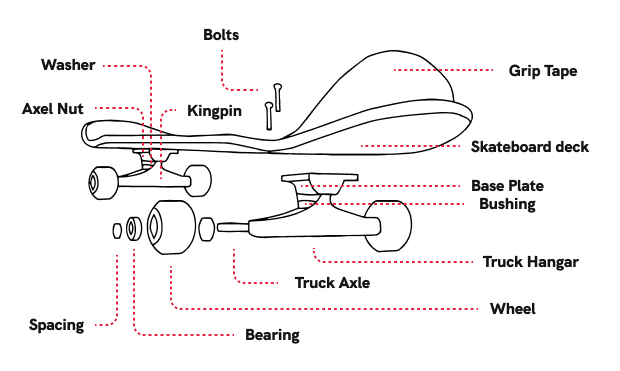 illustration of skateboard anatomy 
